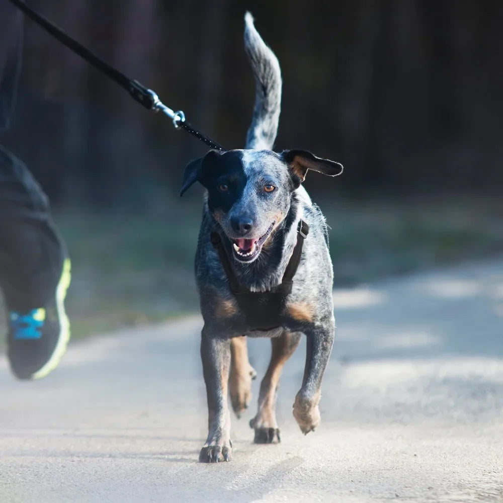 Non-Pulling Dog Harness with Adjustable Reflective Storage Pouch